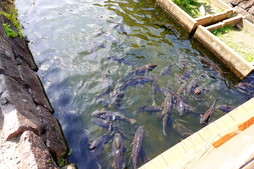 堀の中には鯉がたくさんいます。鯉に餌を与えているようでした。