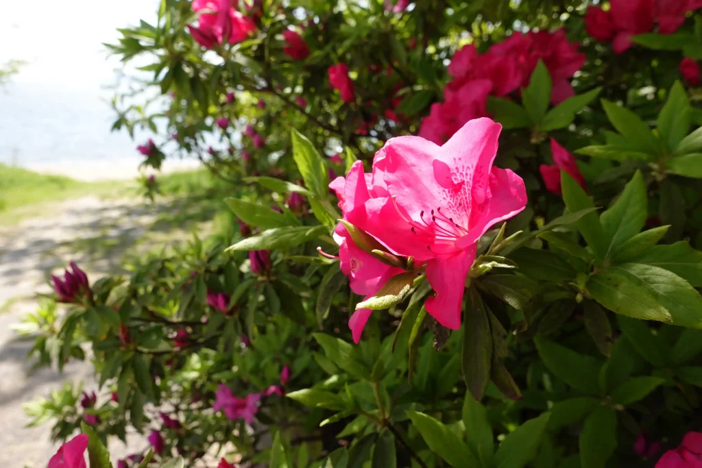 琵琶湖湖畔の花
